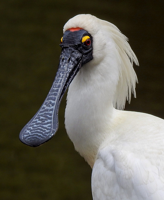 Royal Spoonbill profile