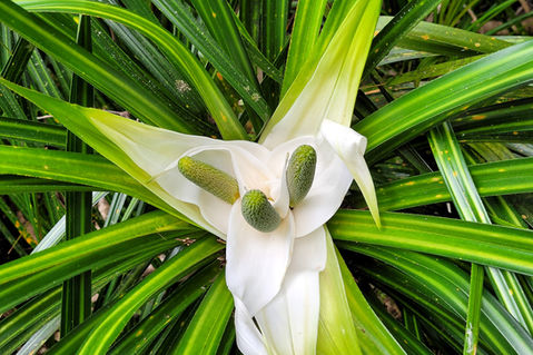Freycinetia banksii, Kiekie female flower in the Waitangiroto Nature Reserve