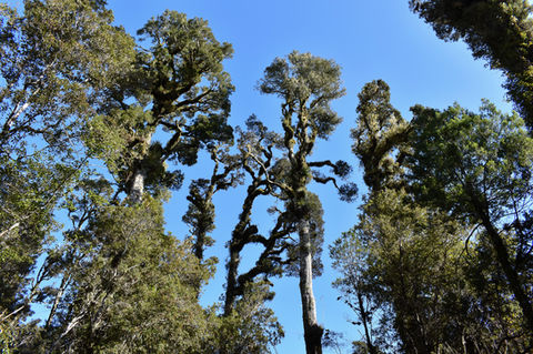Dacrycarpus dacrydioides, Kahikatea or white pine. Native podocarp forest surrounding White Heron Sanctuary, Whataroa, NZ.