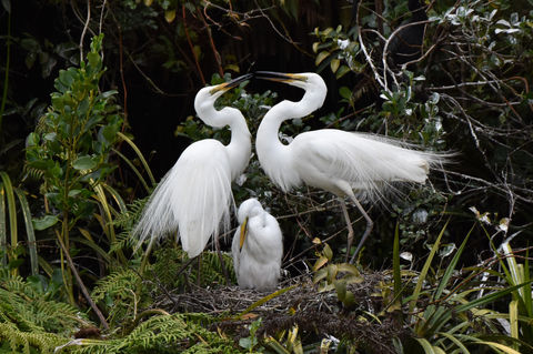 Kōtuku, White Heron  Family - two adults with their single chick www.whiteherontours.co.nz