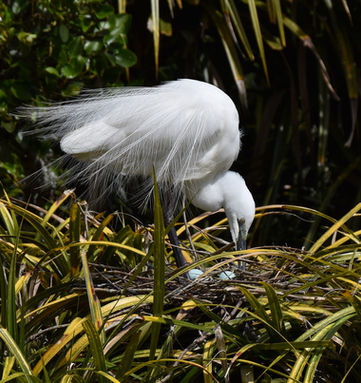 A White Heron using its beak and feet to move its eggs at the Waitangiroto Nature Reserve breeding ground.