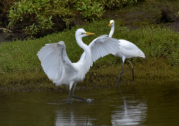 Two young Whiye Heron chicks explore the Waitangiroto River