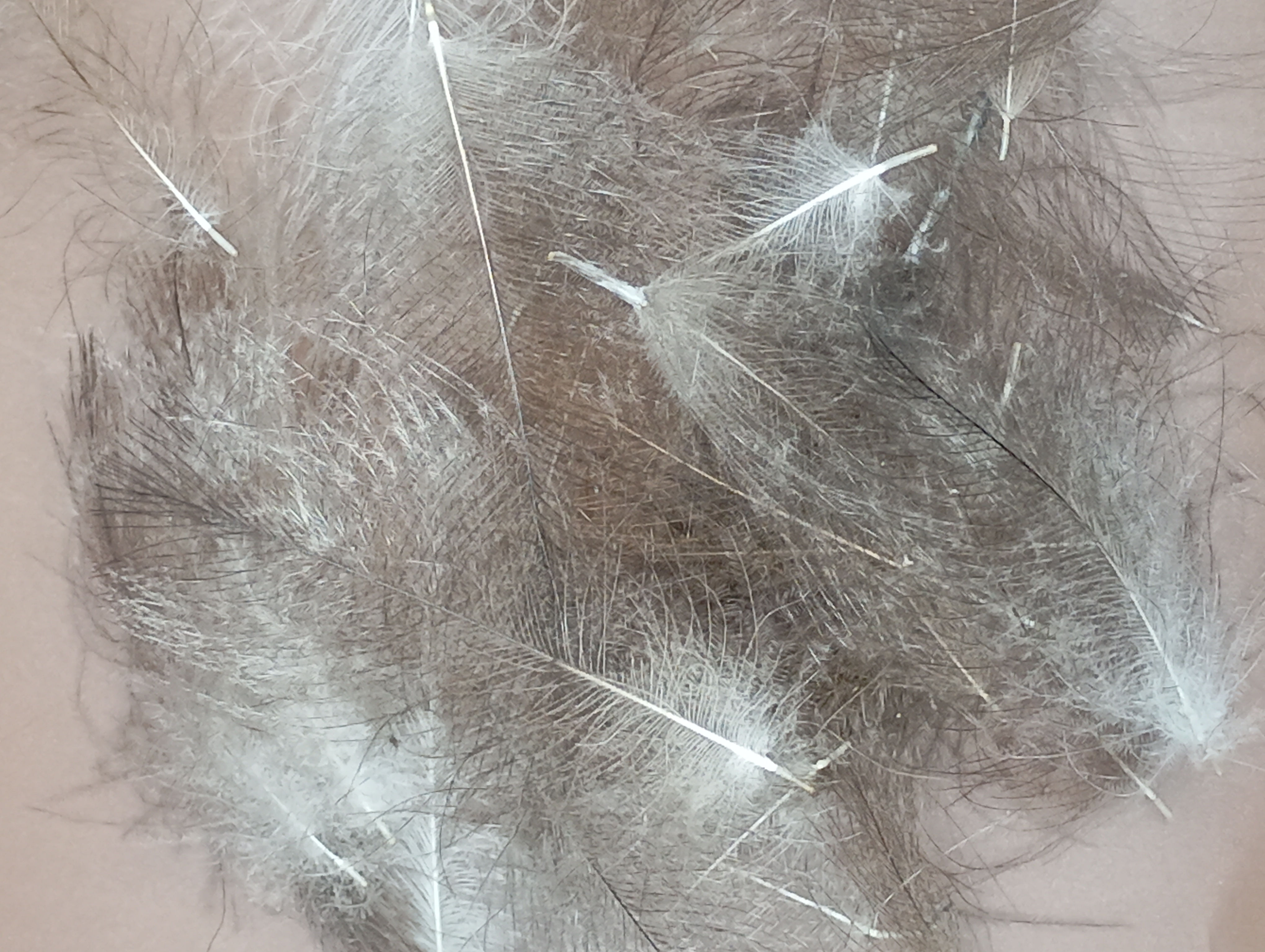 PLUMES DE CDC NAT 3G