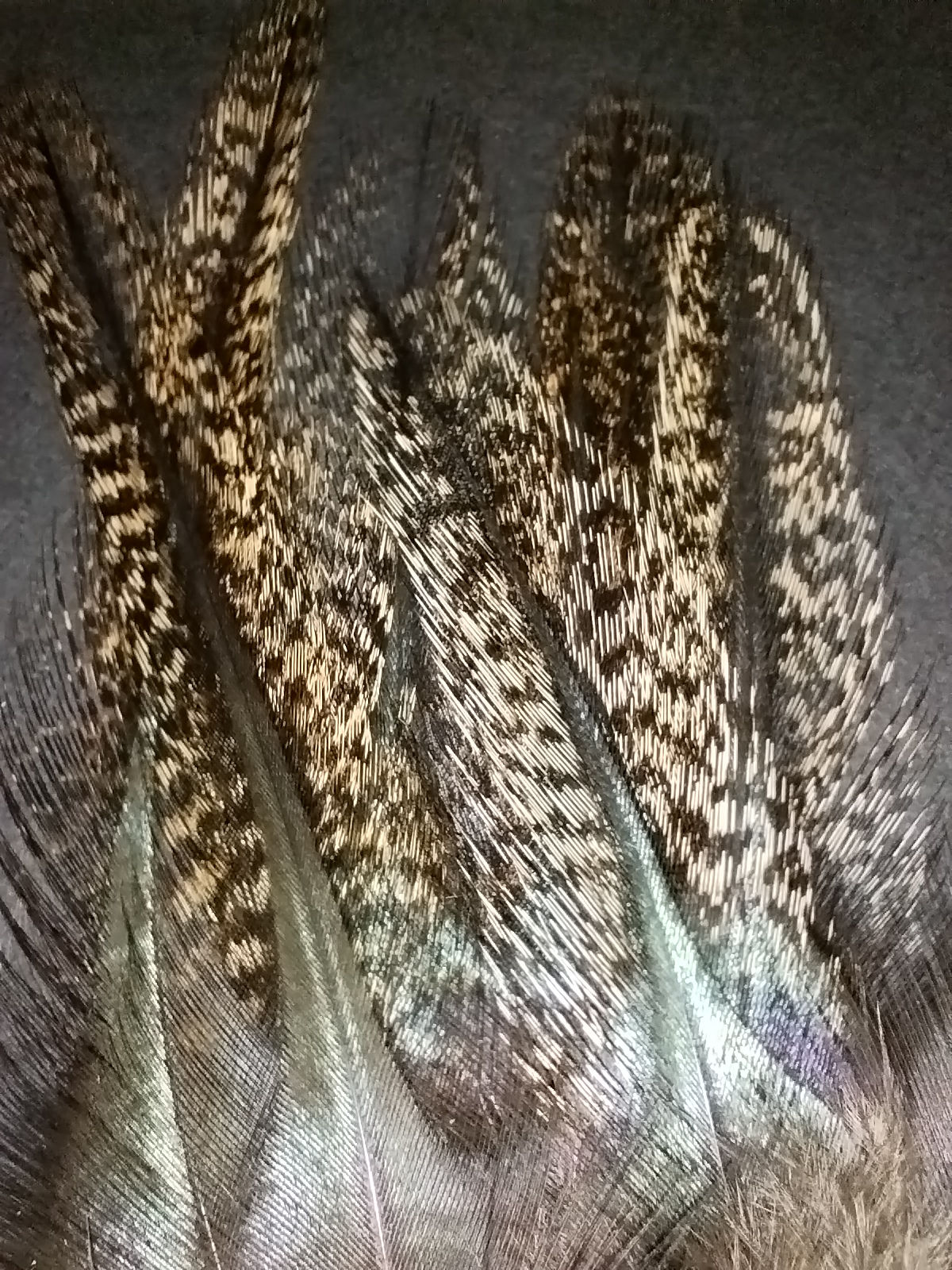 Demi lancettes coq pardo super select