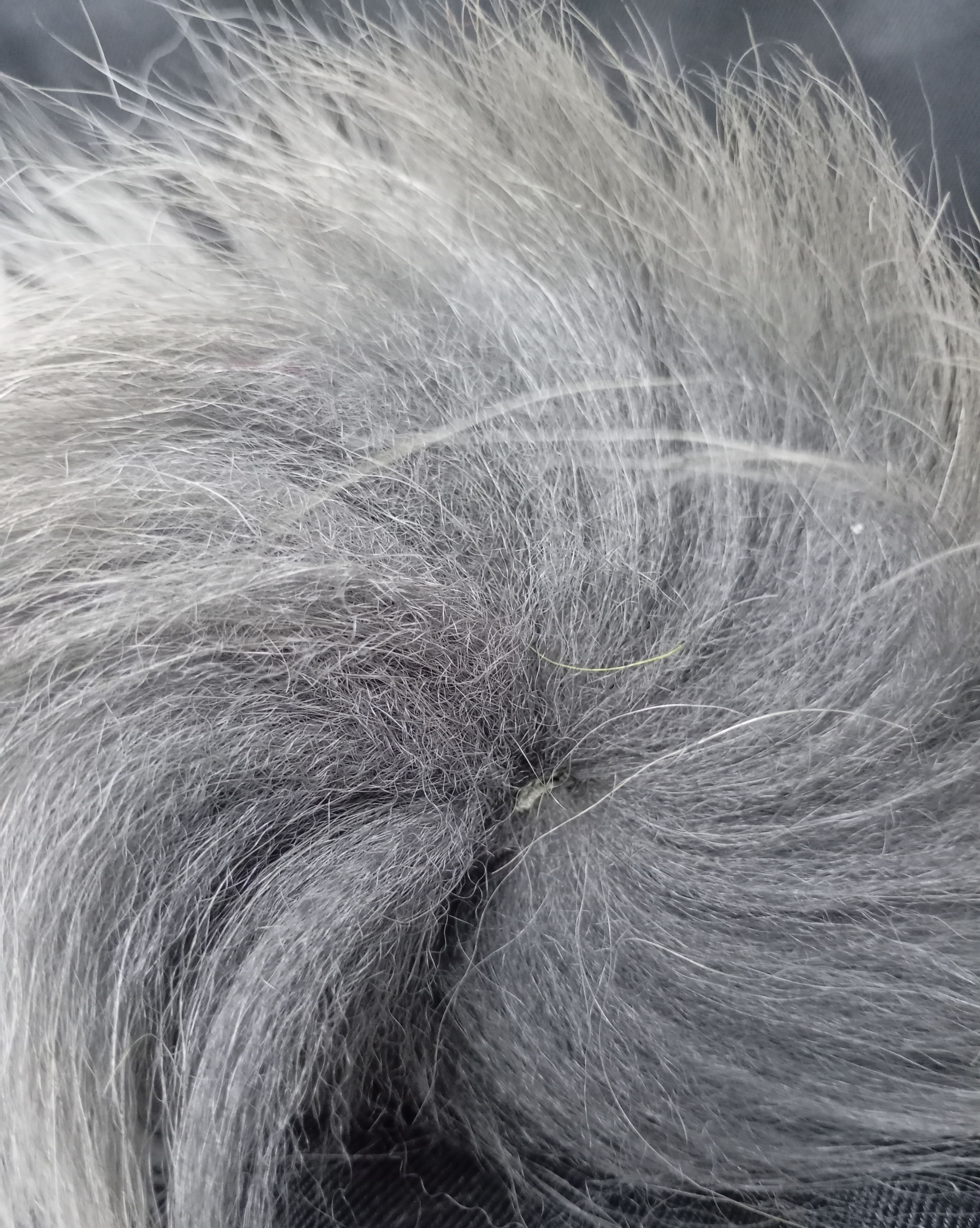 Anneau de queue de renard arctique GRIS