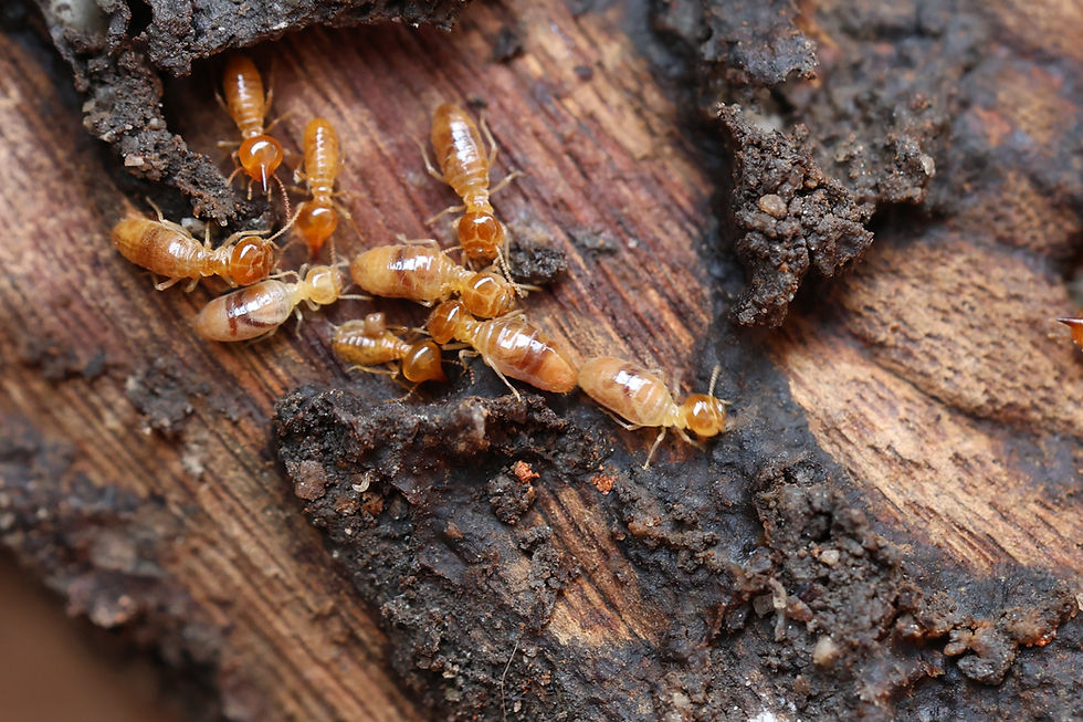 Termites in a log