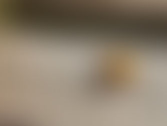 Asian lady Beetle on a wood board