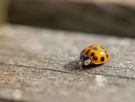 Asian lady Beetle on a wood board