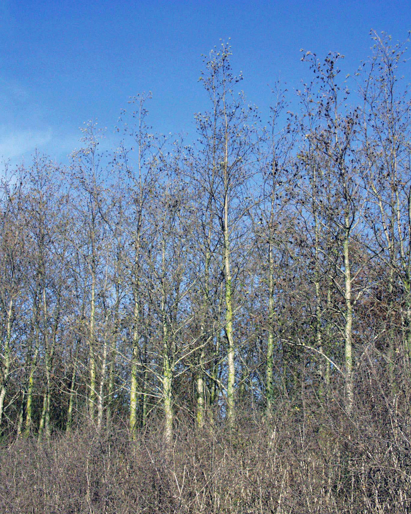 alberi e arbusti