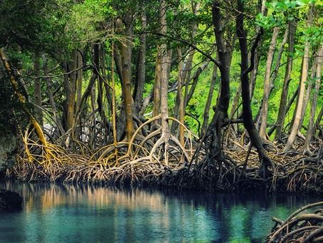 "Columbia Lagoon: A Lush Symphony of Life on Cozumel Island"
