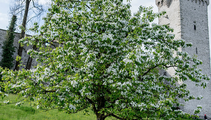 DeinAdieu: Testament erstellen - kostenlos und online