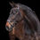 Thumbnail: HKM Anatomical Sport Bridle