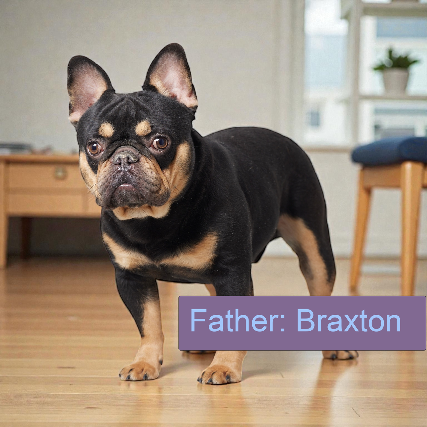 Braxton the AKC registered French Bulldog, father of Tanya the chocolate French Bulldog puppy