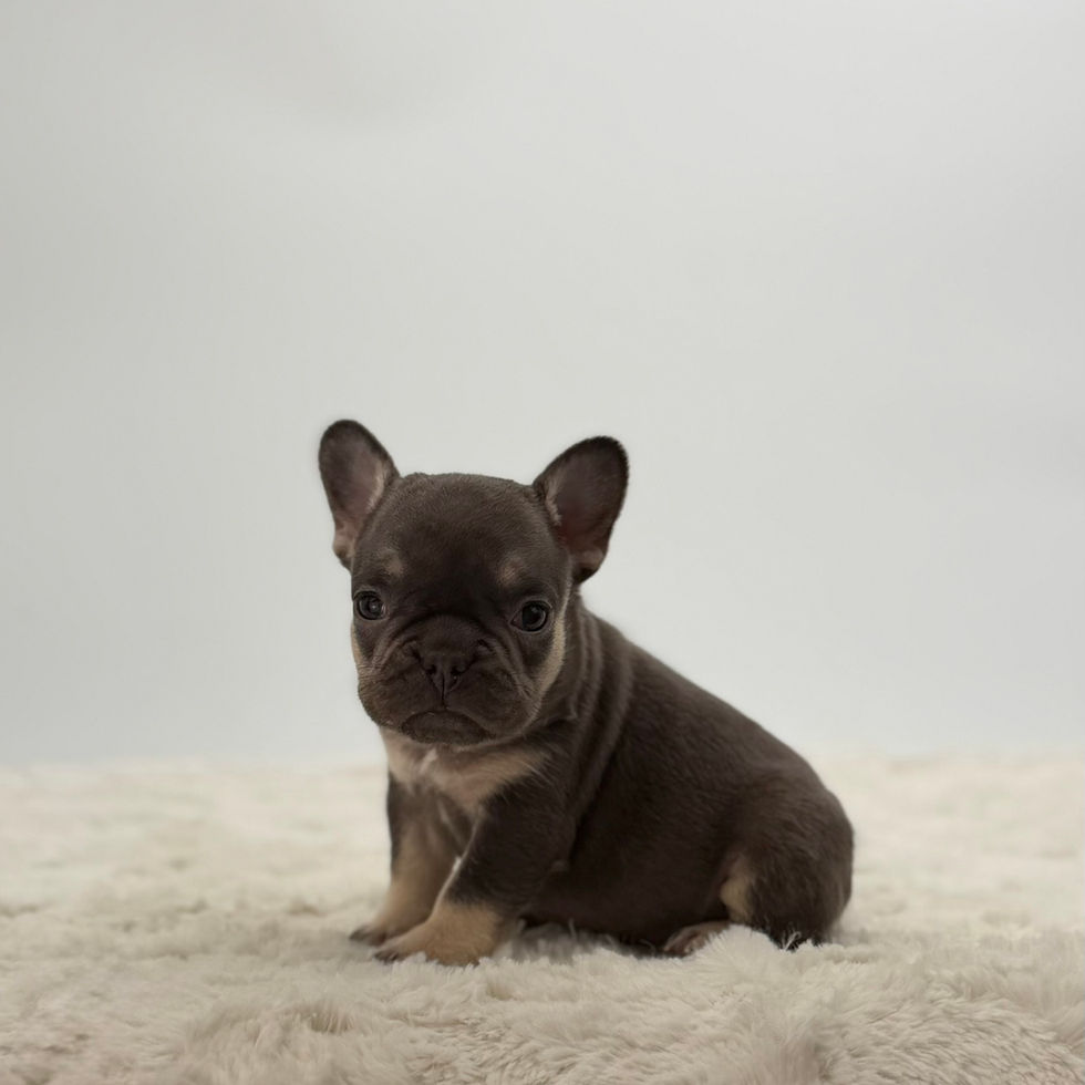 Chocolate French Bulldog puppy Tanya walking, well-balanced female Frenchie puppy available