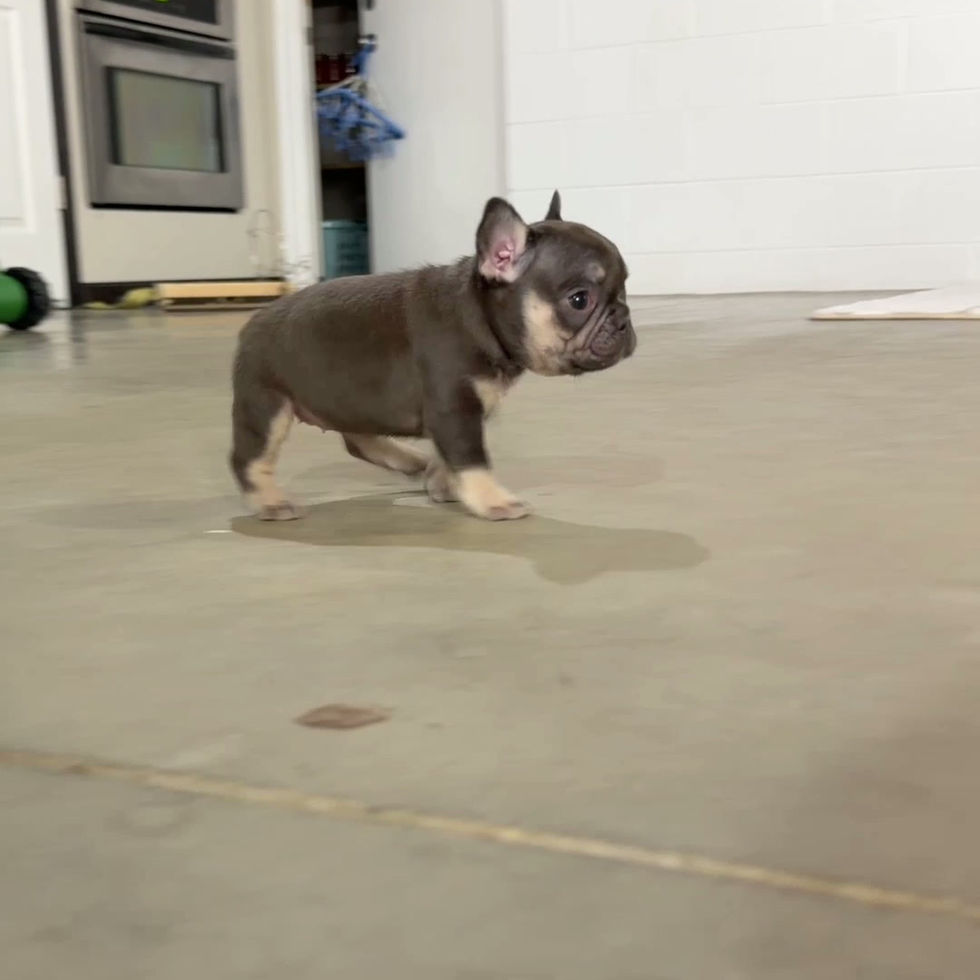 Video of chocolate French Bulldog puppy Tanya playing and exploring, female Frenchie puppy for sale