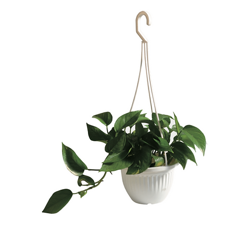 Pumpkin Style Hanging Pot.png