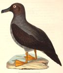 519px-Phoebetria_palpebrata_1838