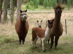 alpacas-animals-vicugna-pacos