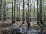 bottomland-hardwood-forest-in-the-little-river-national-wildlife-refuge