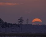 blackwater-national-wildlife-refuge