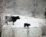 cows-on-snow