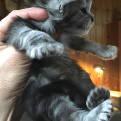 Silver Torbie girl