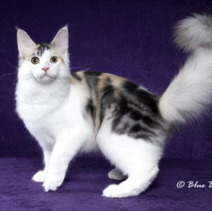 Honey - silver torbie / white