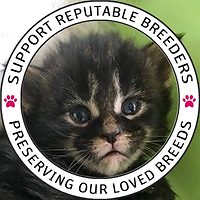 How to Find a Registered Cat Breeder: Ultimate Guide for Pet Lovers