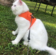 In my yard