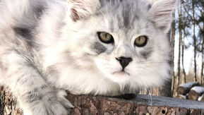 Multiple Choice Test - A Cat Breeder Is................