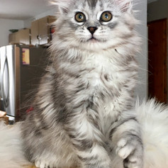 Cyril, reserved as pet, Ken Palio