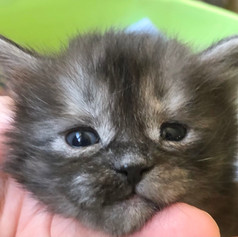 Tortiesmoke Poly girl - staying in Cattery