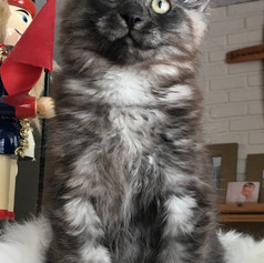 Milo (previously London Fog), Reserved as pet, Amanda Forgeron