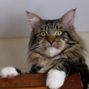 Fleetwood (Woody) - brown tabby / white