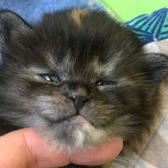 tortiesmoke Poly girl - staying in Cattery