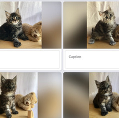 4 of the 5, pictured at 7 weeks of age