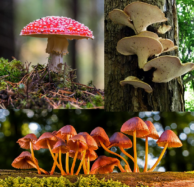 Três tipos de cogumelos são mostrados. Na parte superior direita, um cogumelo vermelho com bolas brancas, na direita, cogumelos "prateleira" brancos em um tronco de árvore e, na parte inferior, diversos cogumelos pequenos e marrons