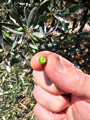 Cross-section of a green olive in June showing the soft hollow pit beginning to form inside the fruit