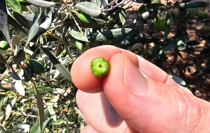 high-phenolic-olive-grove-cyprus-01 (10).jpeg