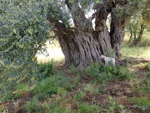 Majestic ancient olive tree with a gnarled trunk in a zero-kill Cyprus grove.