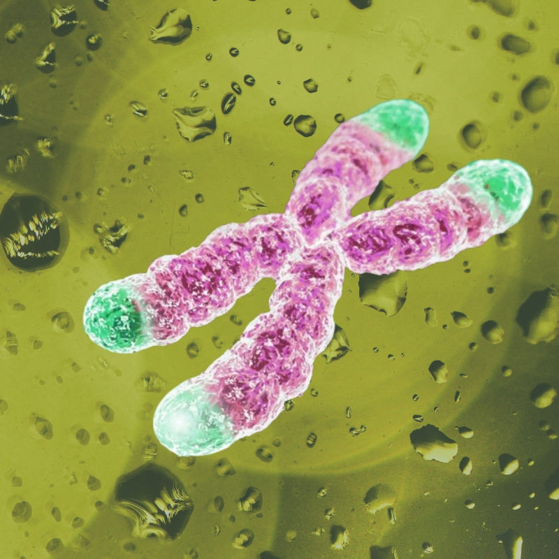 Olive Oil Polyphenols and Telomeres: How They Slow Cellular Aging