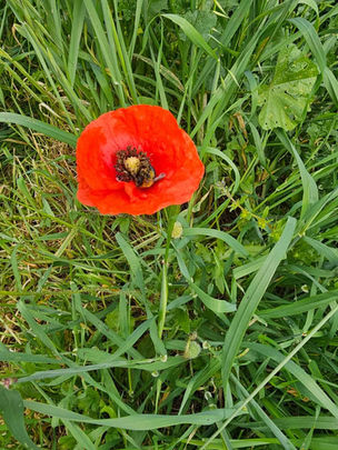 Vibrant blooming ground cover in a zero-kill olive orchard, promoting biodiversity
