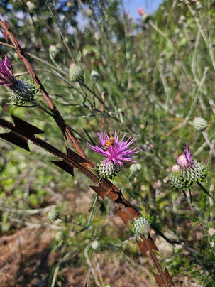 Bee on a pink Centaurea-like wildflower beside old Cyprus military razor wire in an olive grove