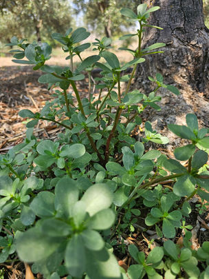 Wild edible purslane, Portulaca oleracea, growing at the base of an olive tree in a Cyprus grove