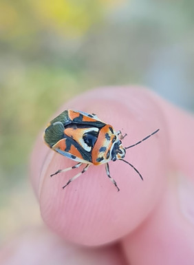 beetle.jpeg