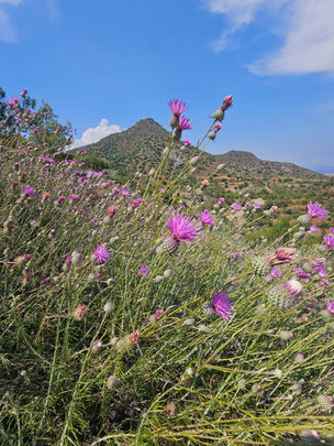Pink thistle Centaurea wildflowers in the foreground with a view from Mount Stavrovouni in Cyprus