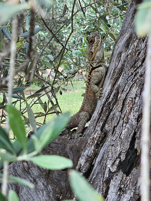 Cyprus rock agama lizard, Laudakia cypriaca, basking on an olive tree trunk in a Cyprus olive grove