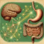 the gut-brain connection how olive oil can help