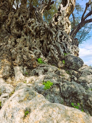 Close-up of the textured bark and trunk of a protected ancient olive tree.