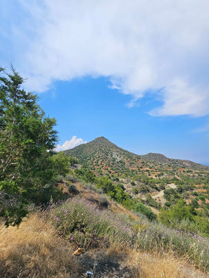 High phenolic olive grove in southeast Cyprus with Mount Stavrovouni and its hilltop monastery in the background
